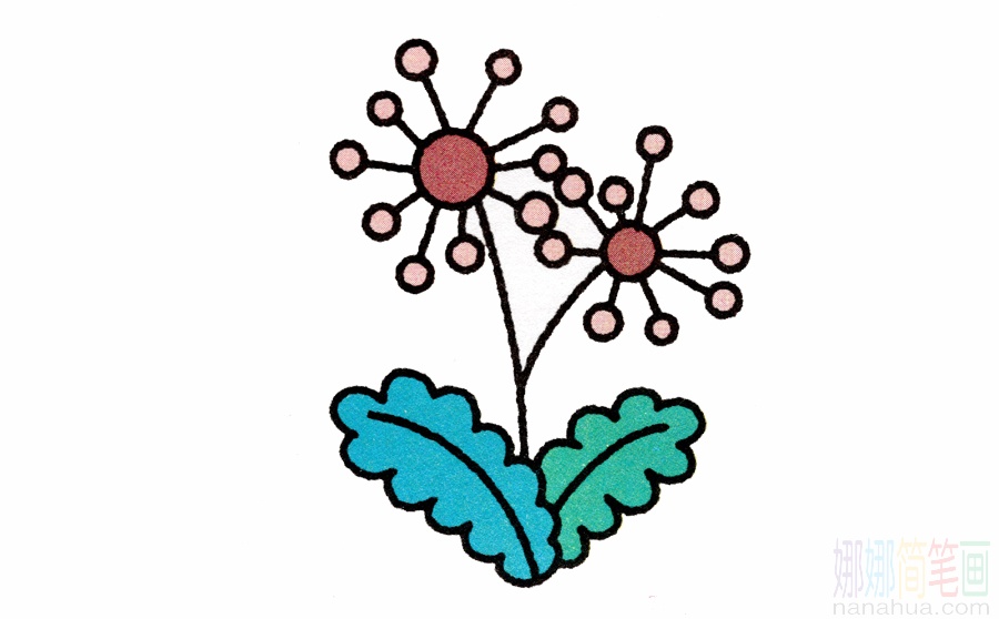 蒲公英的画法