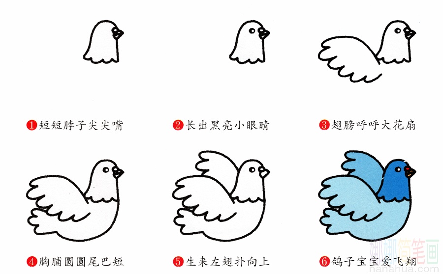 鸽子的画法