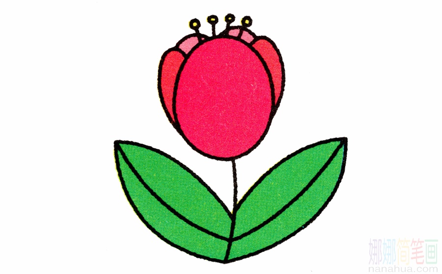 郁金香的画法