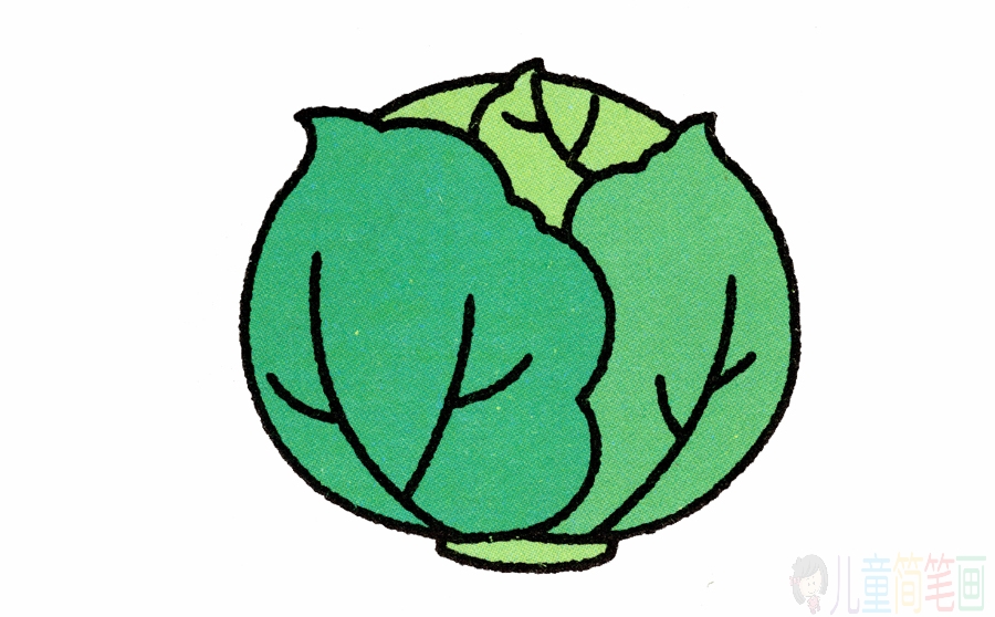 卷心菜的简笔画法步骤