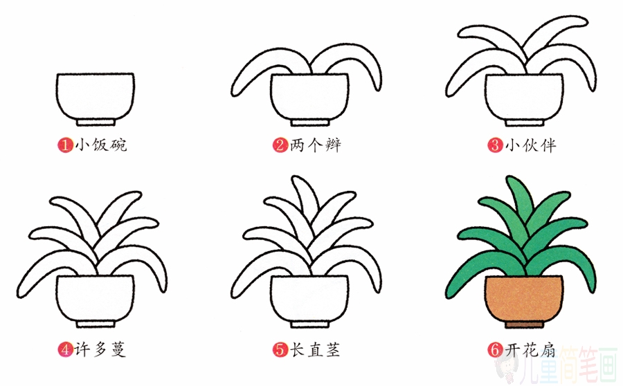君子兰的画法