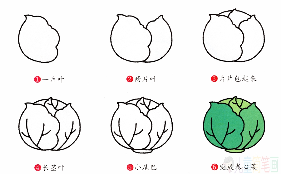 卷心菜的简笔画法步骤