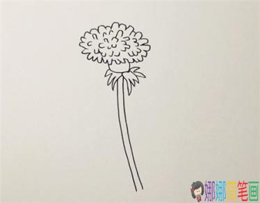 彩色蒲公英简笔画绘画步骤