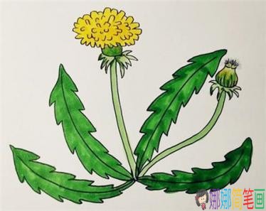 彩色蒲公英简笔画绘画步骤