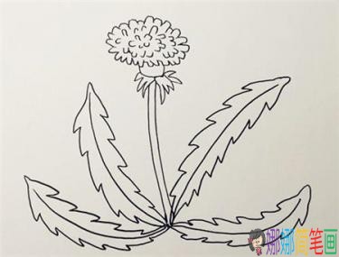 彩色蒲公英简笔画绘画步骤