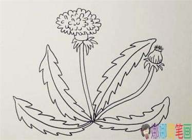 彩色蒲公英简笔画绘画步骤
