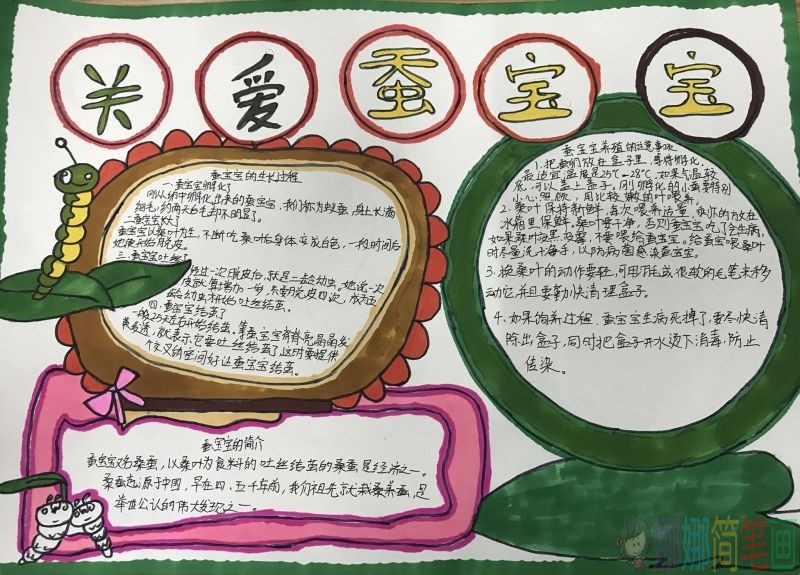 关爱蚕宝宝手抄报，蚕宝宝一生都是宝