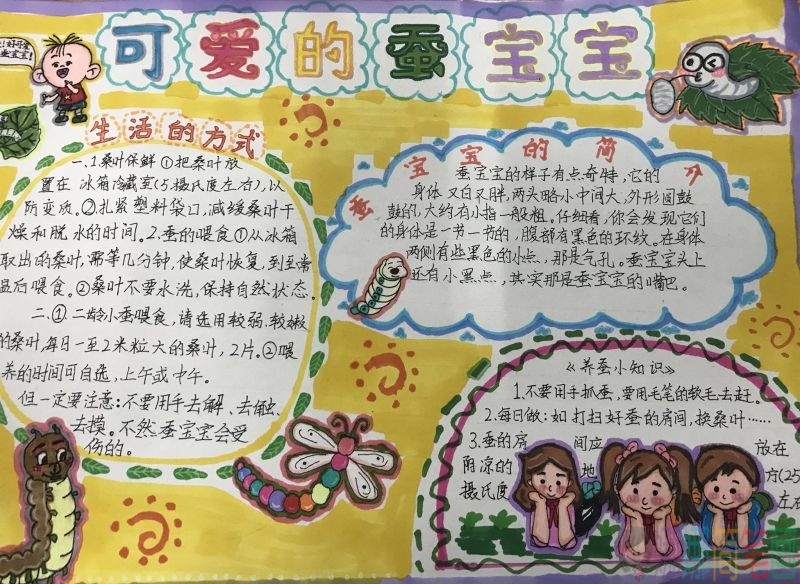 关爱蚕宝宝手抄报，蚕宝宝一生都是宝