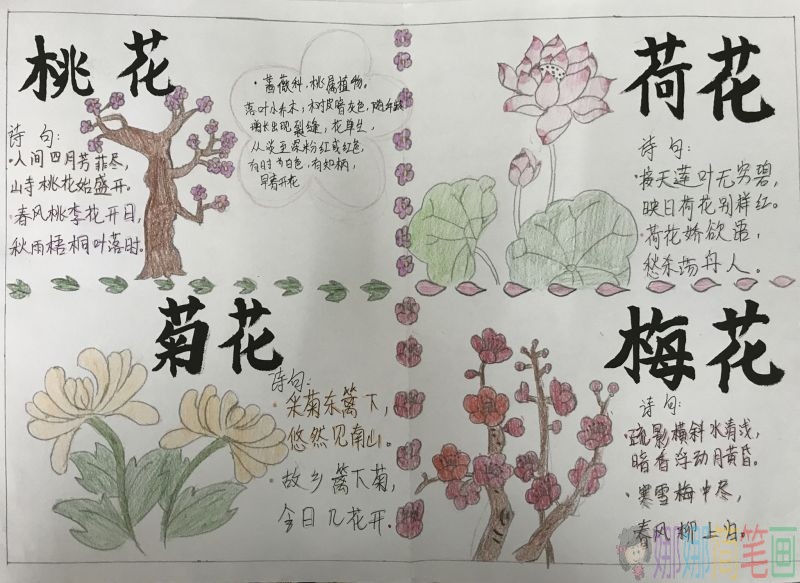 咏花手抄报，花之魅力