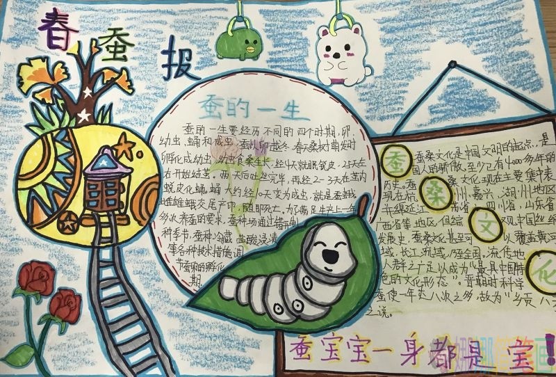 关爱蚕宝宝手抄报，蚕宝宝一生都是宝
