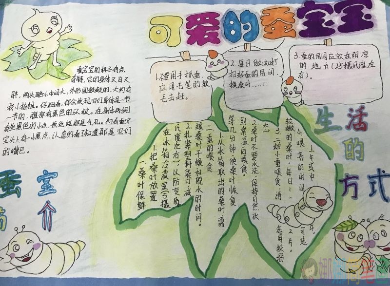 关爱蚕宝宝手抄报，蚕宝宝一生都是宝