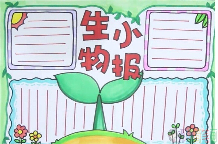 生物手抄报模板