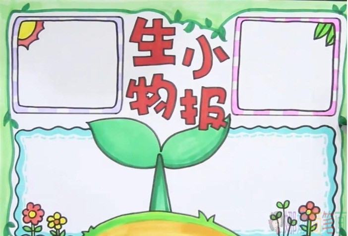 生物手抄报模板