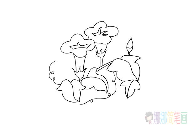 牵牛花简笔画,怎么画牵牛花