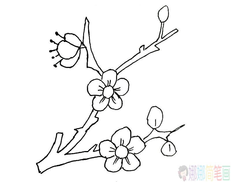 漂亮的梅花简笔画图片
