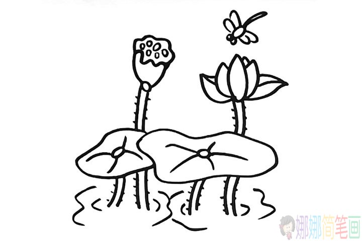 简单漂亮的荷花简笔画教程