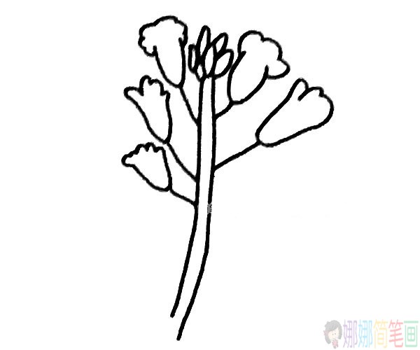 简单四步学画油菜花简笔画