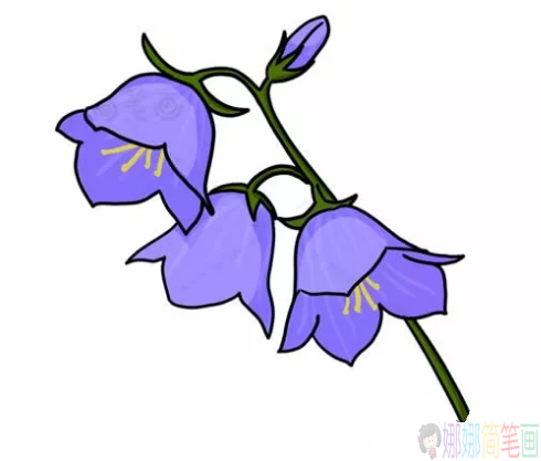 漂亮的风铃草花朵简笔画图片