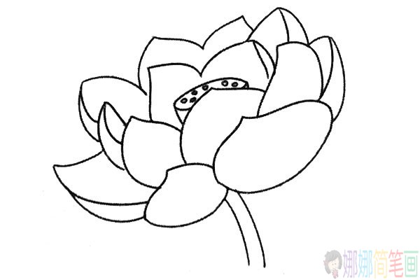 写实的漂亮荷花简笔画图片教程