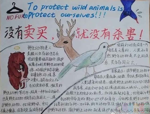 关于保护野生动物人与自然共生拒绝野味手抄报