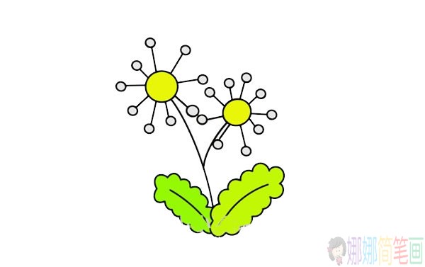 蒲公英简笔画步骤,彩色蒲公英简笔画图片大全