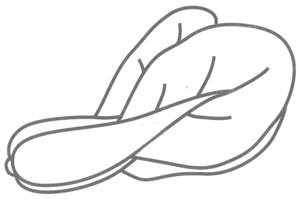 油菜的简笔画图片,油菜的简笔画步骤