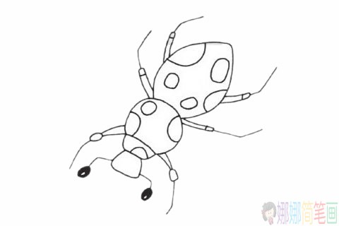 甲虫简笔画简单画法,甲虫简笔画步骤图解教程