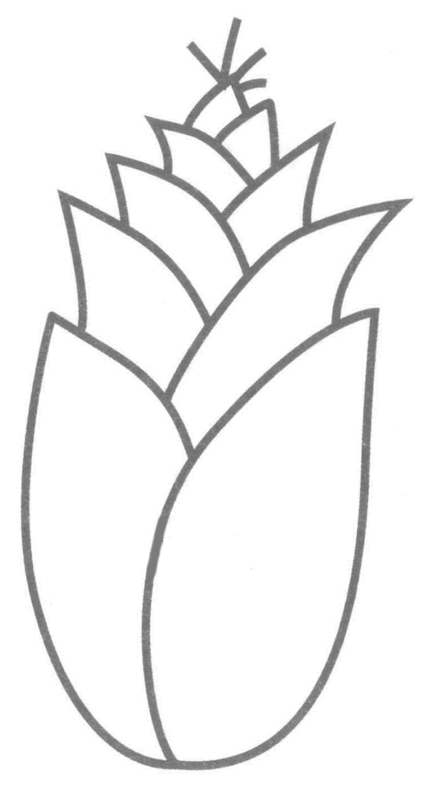 竹笋简笔画图片大全,竹笋简笔画教程