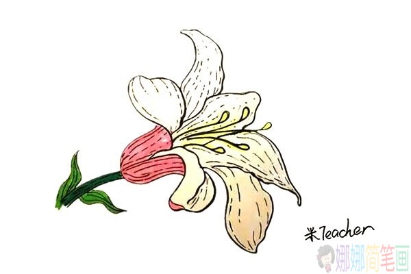 百合花儿童简笔画图片教程