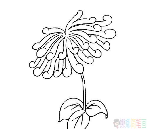 菊花简笔画线稿组图
