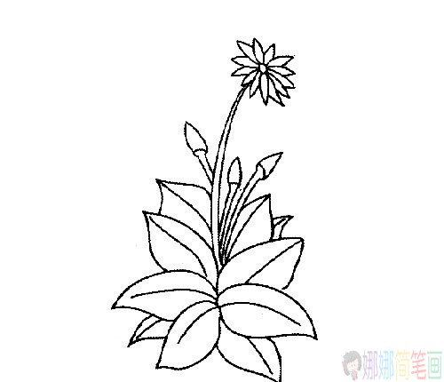 菊花简笔画线稿组图