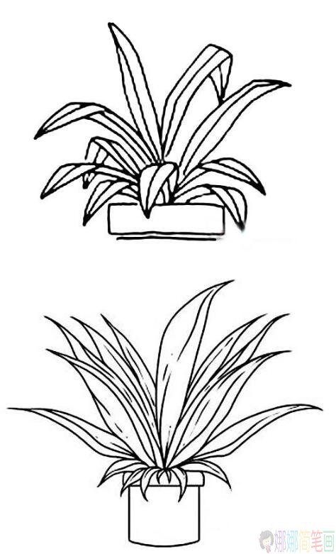 盆栽植物简笔画图片