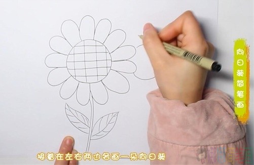 彩色向日葵简笔画步骤图
