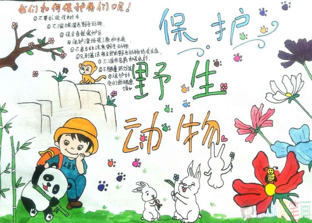 保护野生动物手抄报图片大全