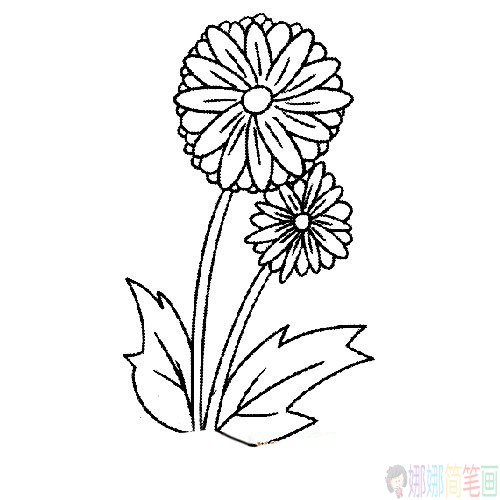 各种盛开的菊花简笔画