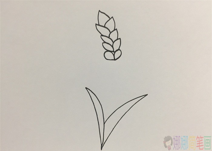 小麦简笔画图片