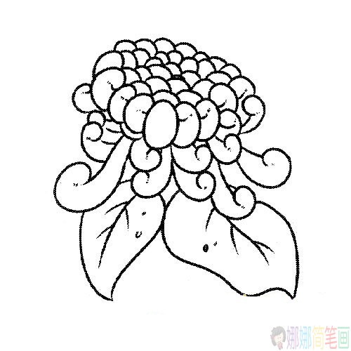 各种盛开的菊花简笔画