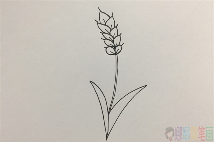 小麦简笔画图片