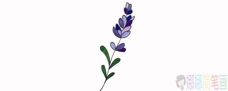 薰衣草花朵简笔画