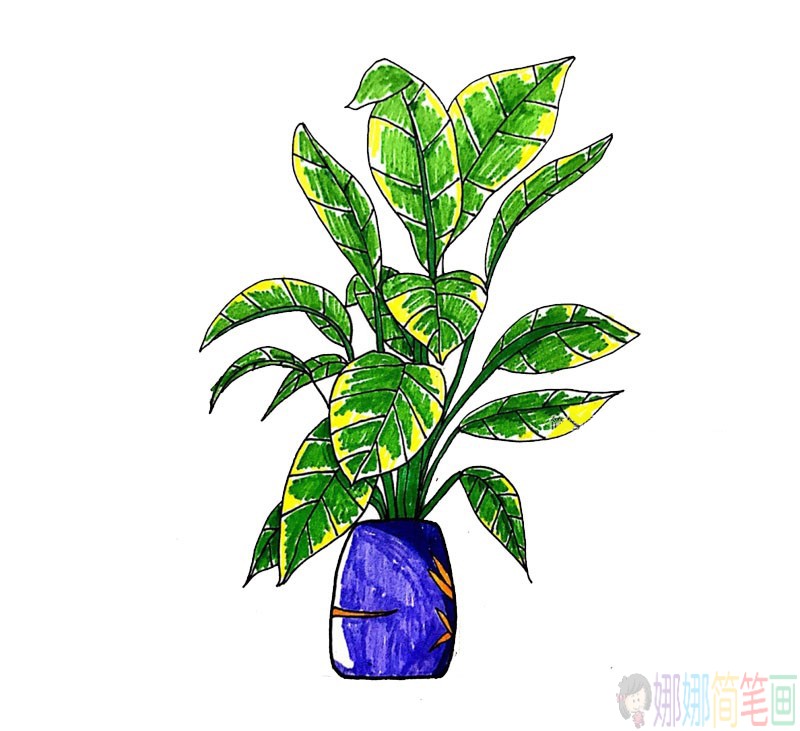 漂亮的盆栽植物简笔画