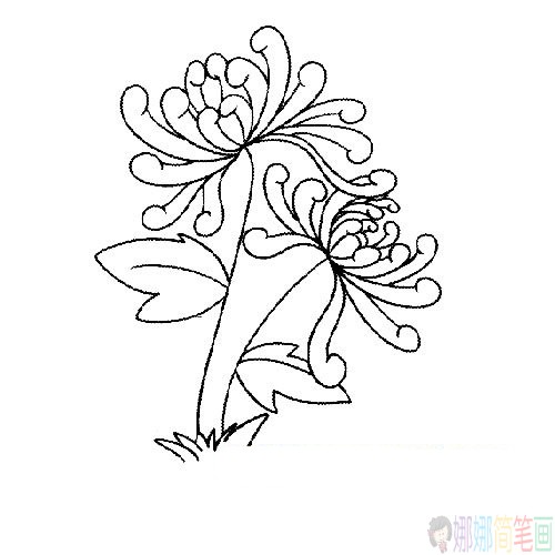各种盛开的菊花简笔画