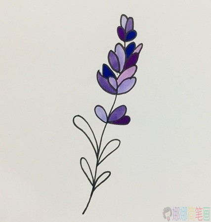 薰衣草花朵简笔画
