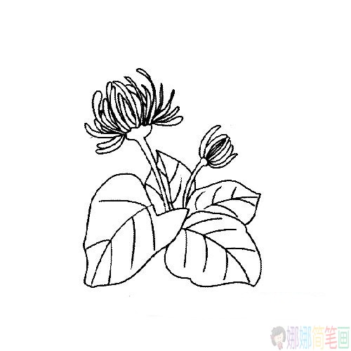 各种盛开的菊花简笔画