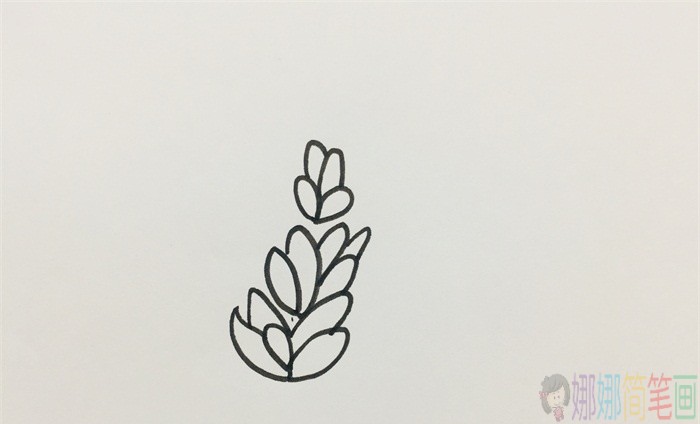 薰衣草花朵简笔画