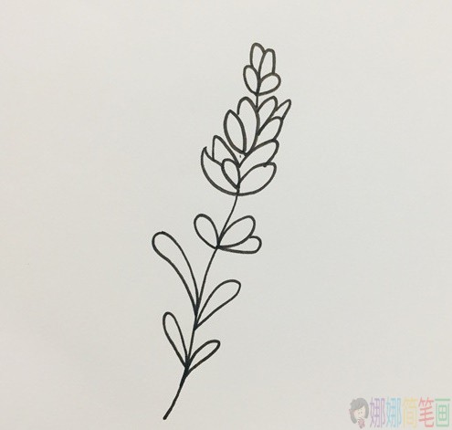 薰衣草花朵简笔画