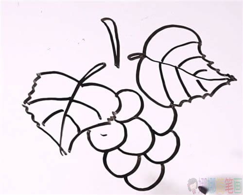 葡萄简笔画,葡萄儿童画教程