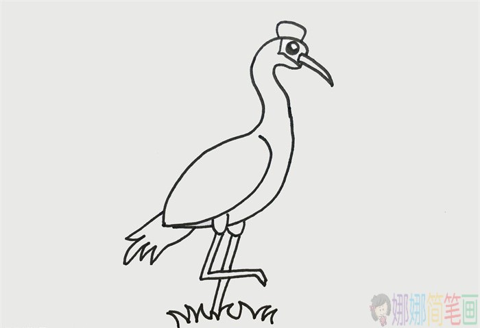 丹顶鹤简笔画,丹顶鹤怎么画