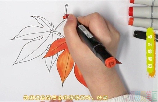 枫叶简笔画,秋天的枫叶怎么画