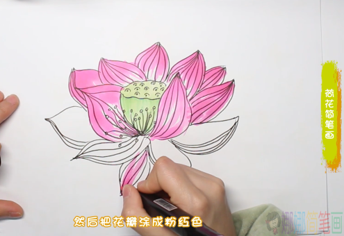 荷花简笔画,幼儿荷花的画法