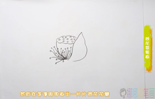 荷花简笔画,幼儿荷花的画法